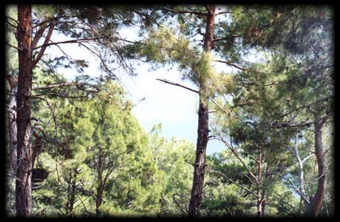 ANAMUR BURNU'na bak��...