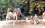 CAMELS IN D�DEN WATERFALL AREA ENTRANCE