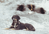 The Dog & The Flame